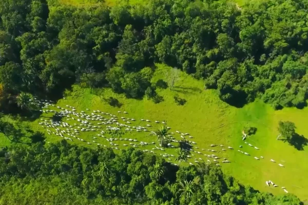 Nova Norma Revoluciona Regularização Ambiental: Descubra como Aliviar a Compensação nas Áreas de Reserva Legal!