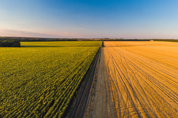 Descubra como os Contratos no Agronegócio Influenciam a Economia e o Direito!